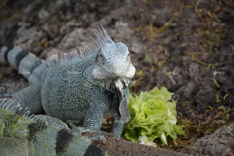 Iguana 