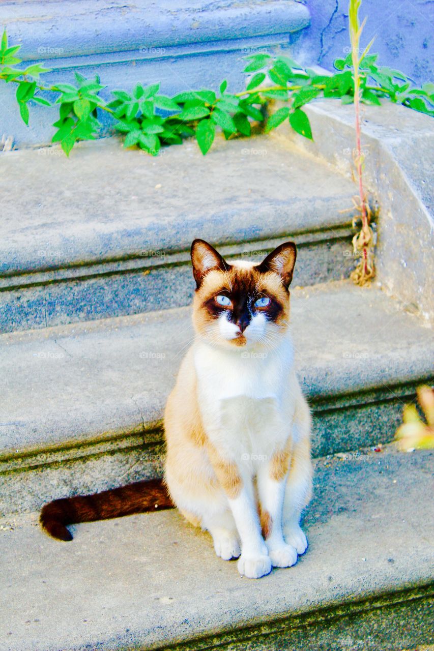 Cat from Portugal 