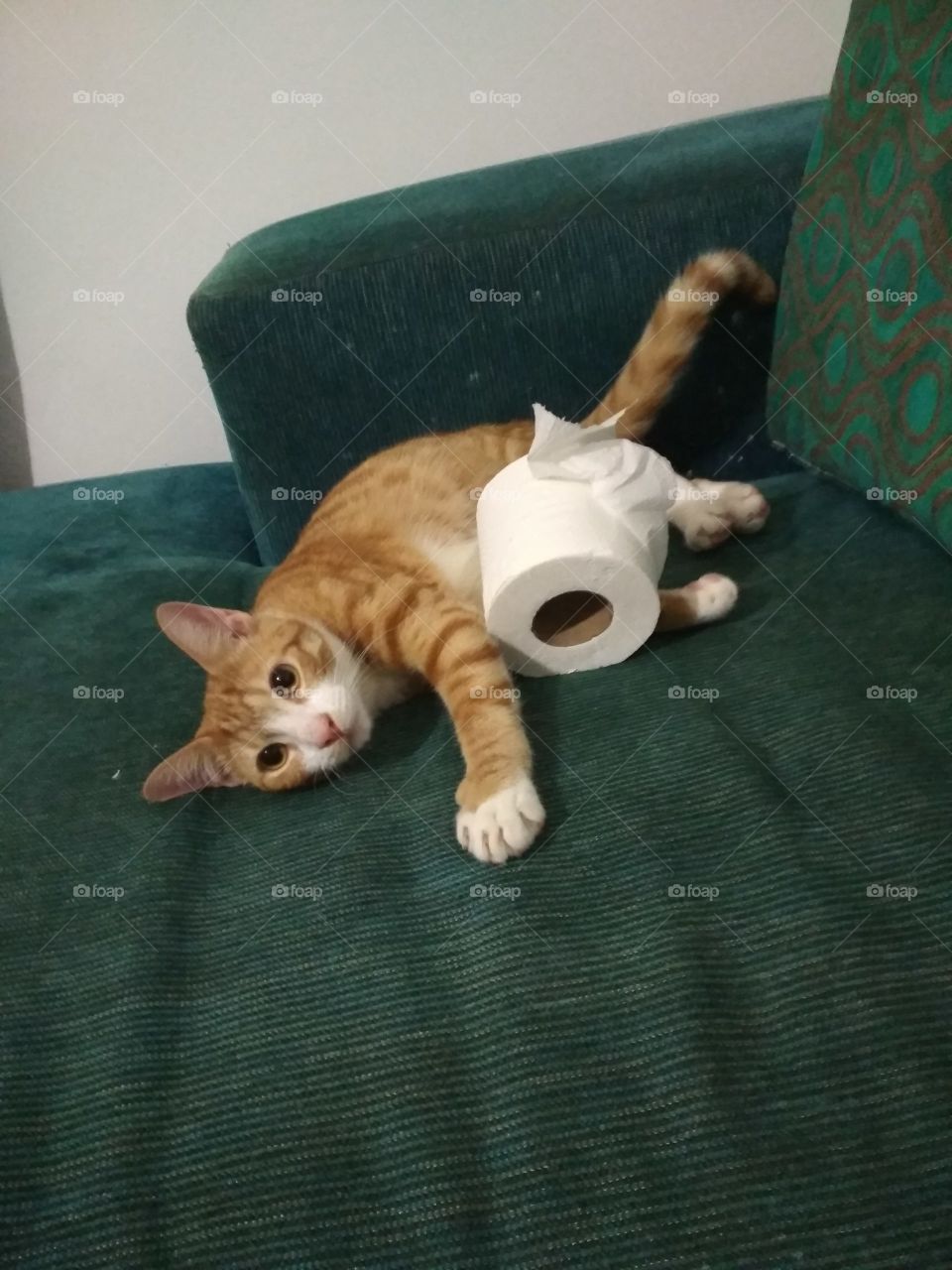 Silly cat posing with TP.