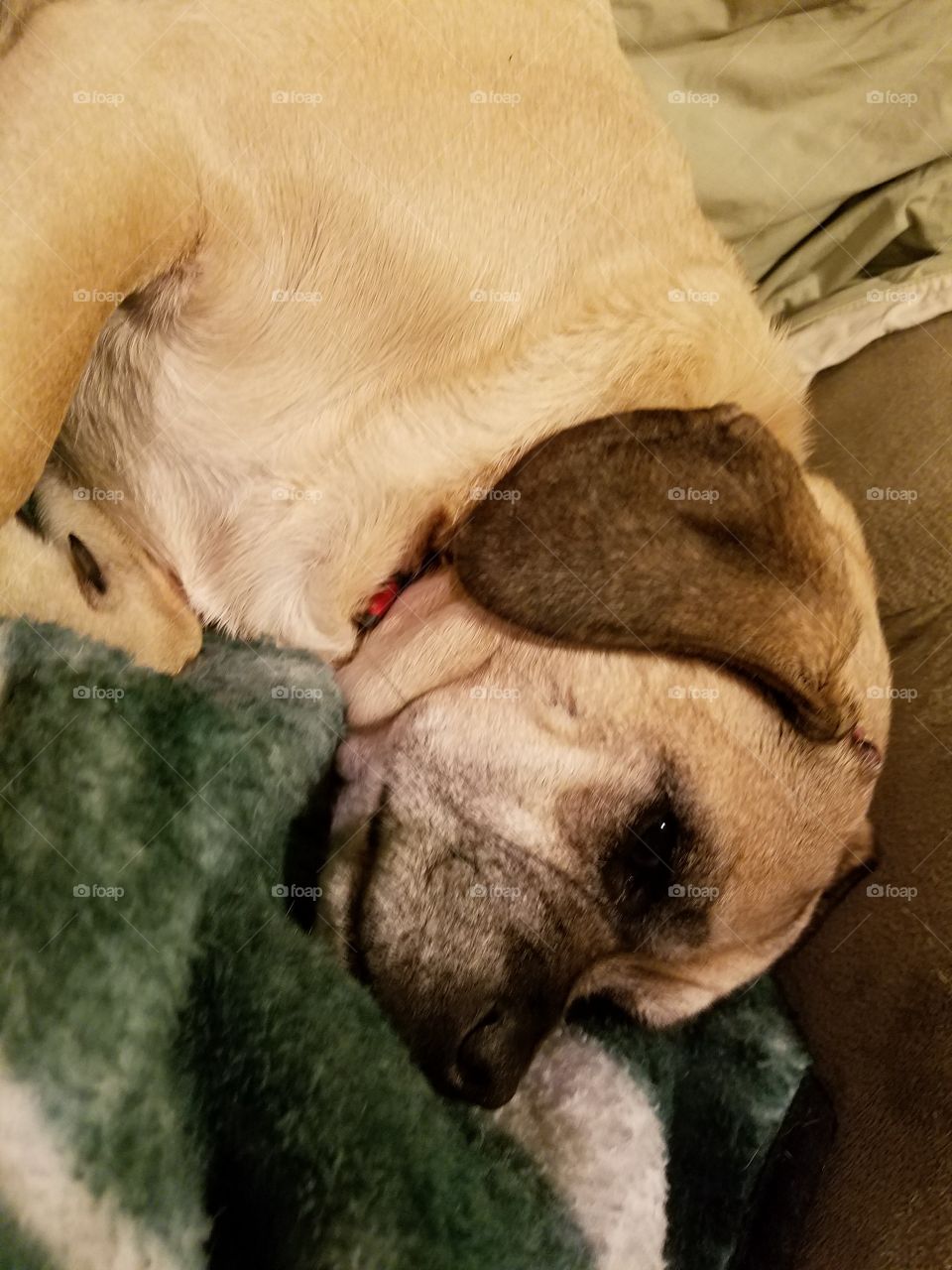 Sleepy puggle