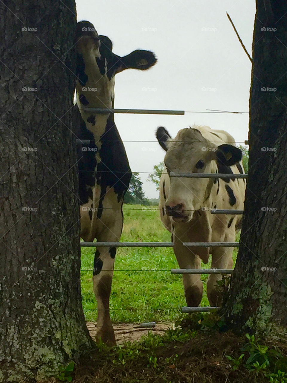 Cows
