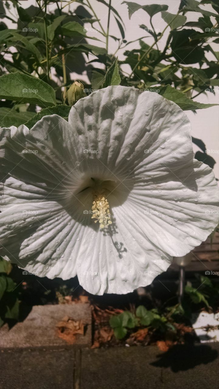 giant flower