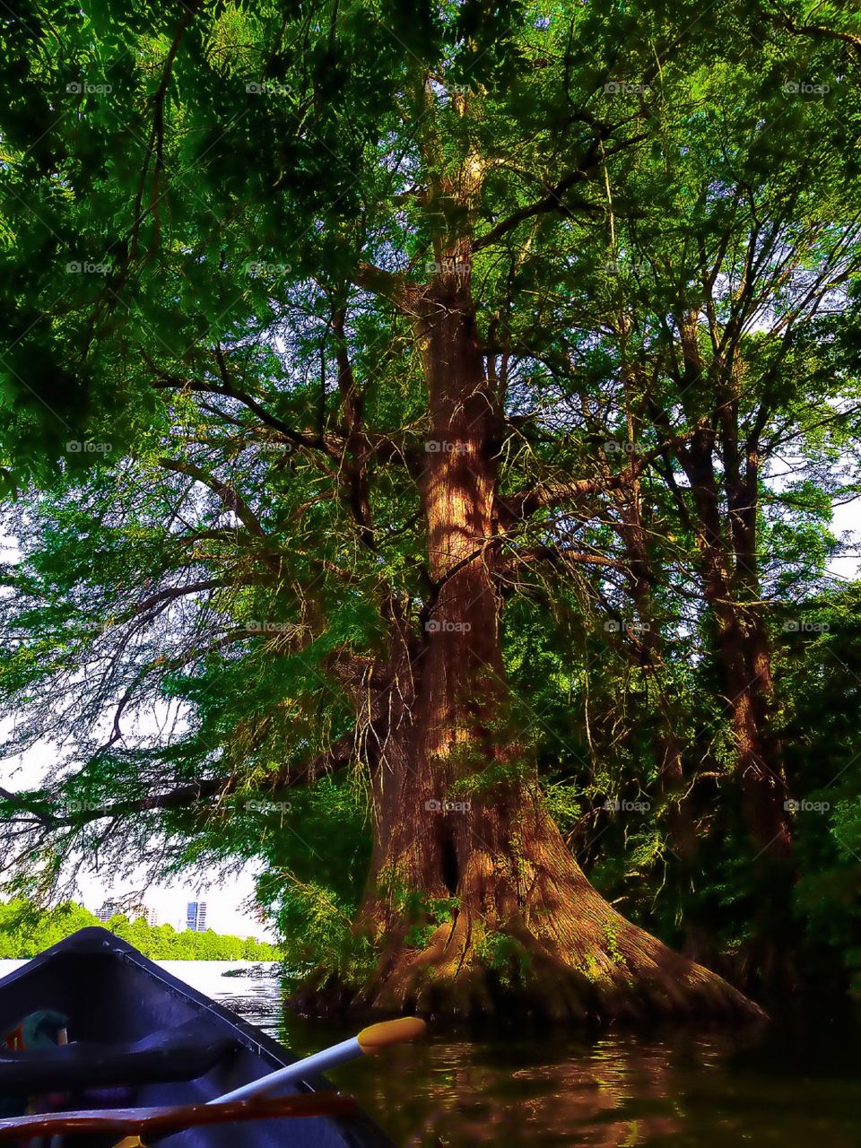 Large Cypress