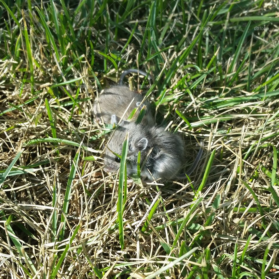baby voles / mice