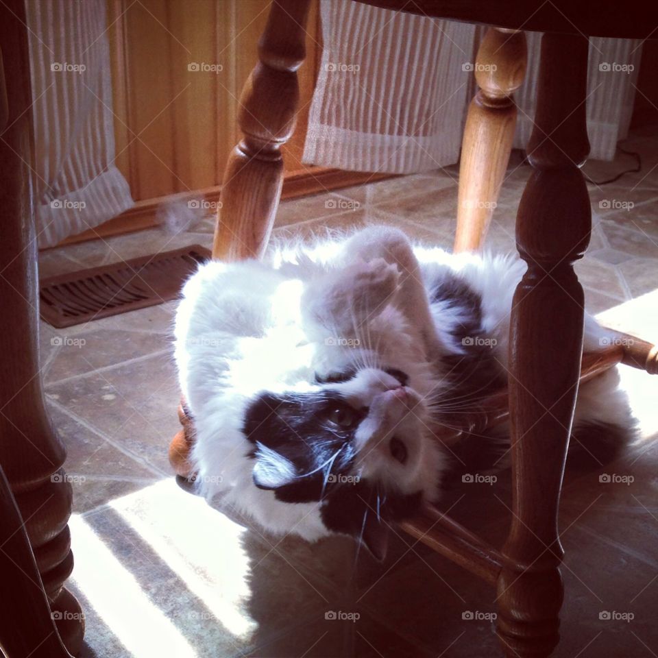 Silly kitty in the sunlight