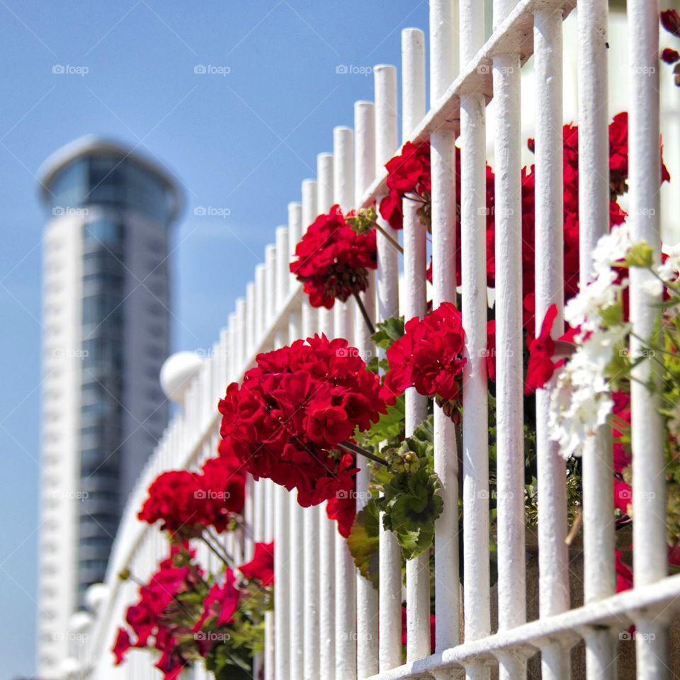 Flowers through railing