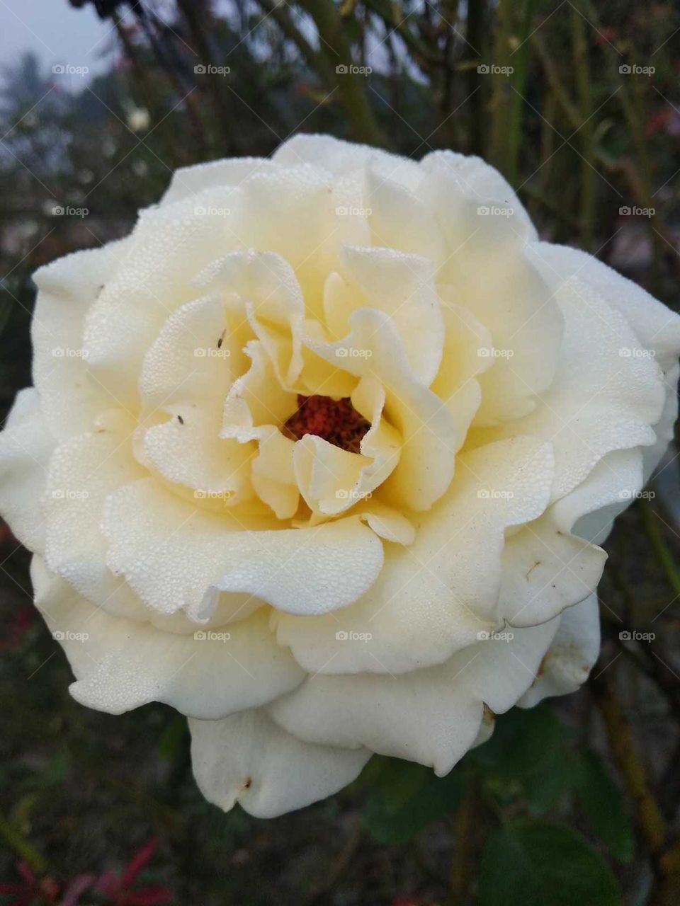 white flower in the garden