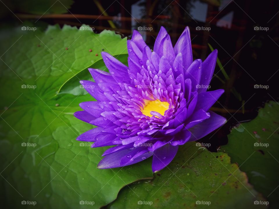 Lotus. Beautiful lotus flower in pond