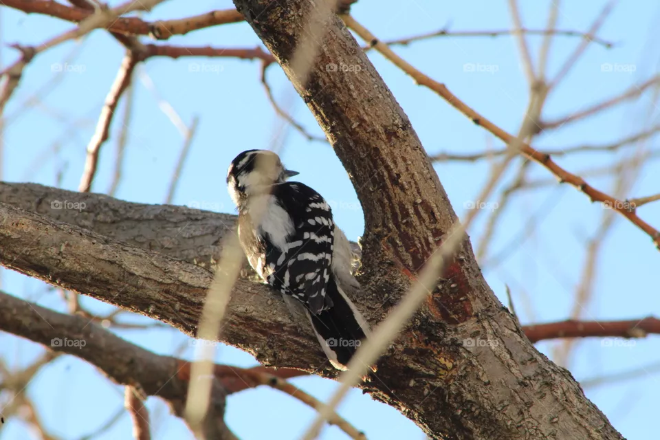 Downy woodpecker ( eastern, female) on tree, back view 