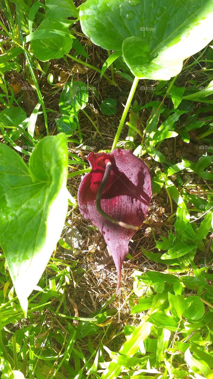 Wild plant flower