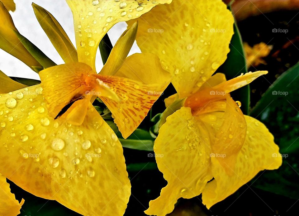 yellow flower macro