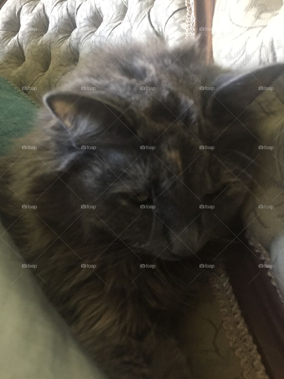 Cat, Animal, Portrait, Mammal, Pet