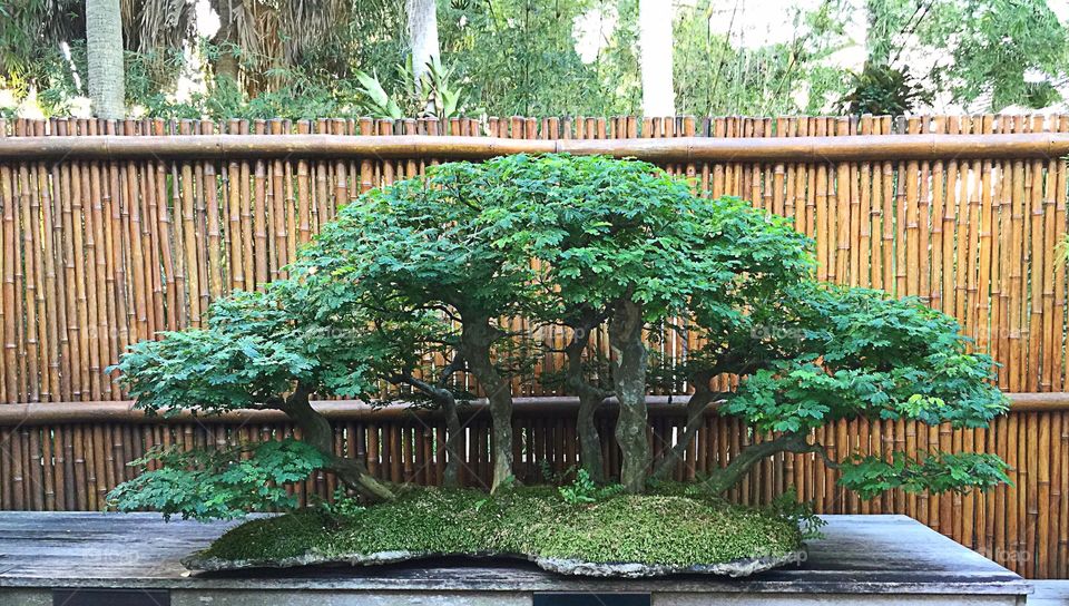 Bonsai forest 