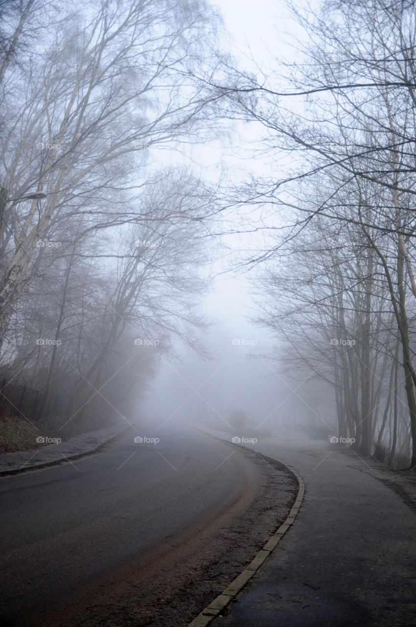 foggy road to the woods
