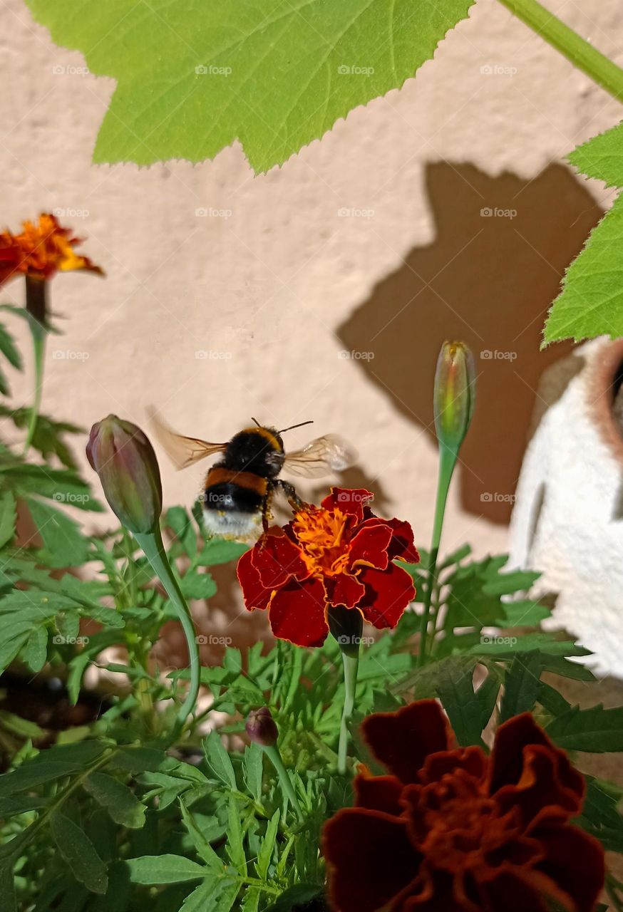 bumblebee flying and flowers close up summer time beautiful nature