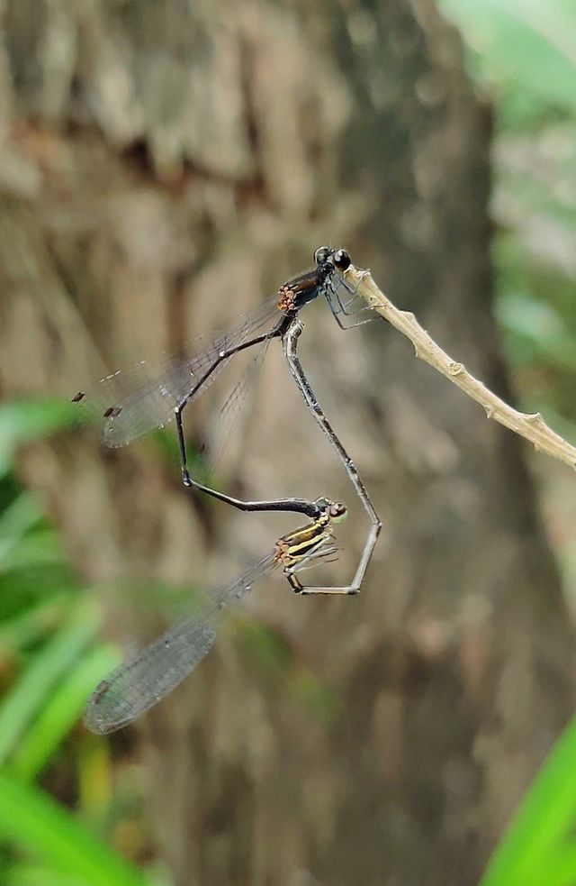 Emerald damselfly