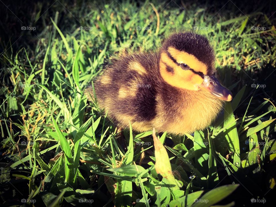 Duckling