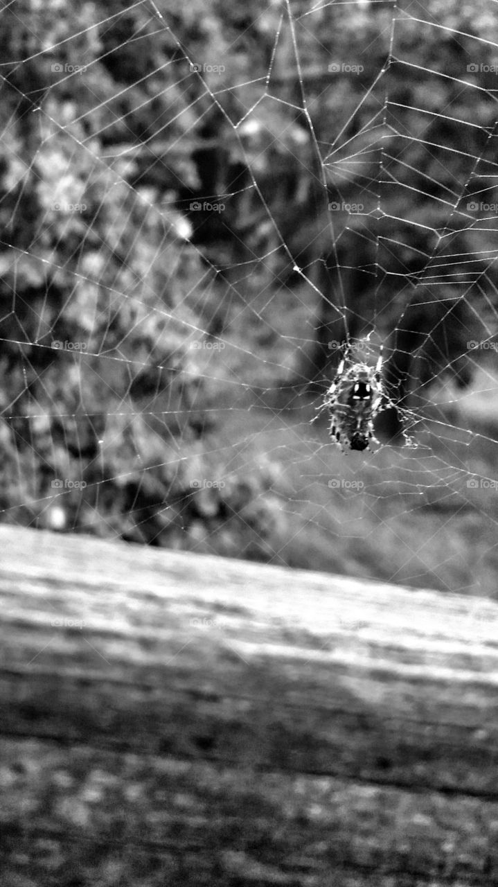 Caught in a Web