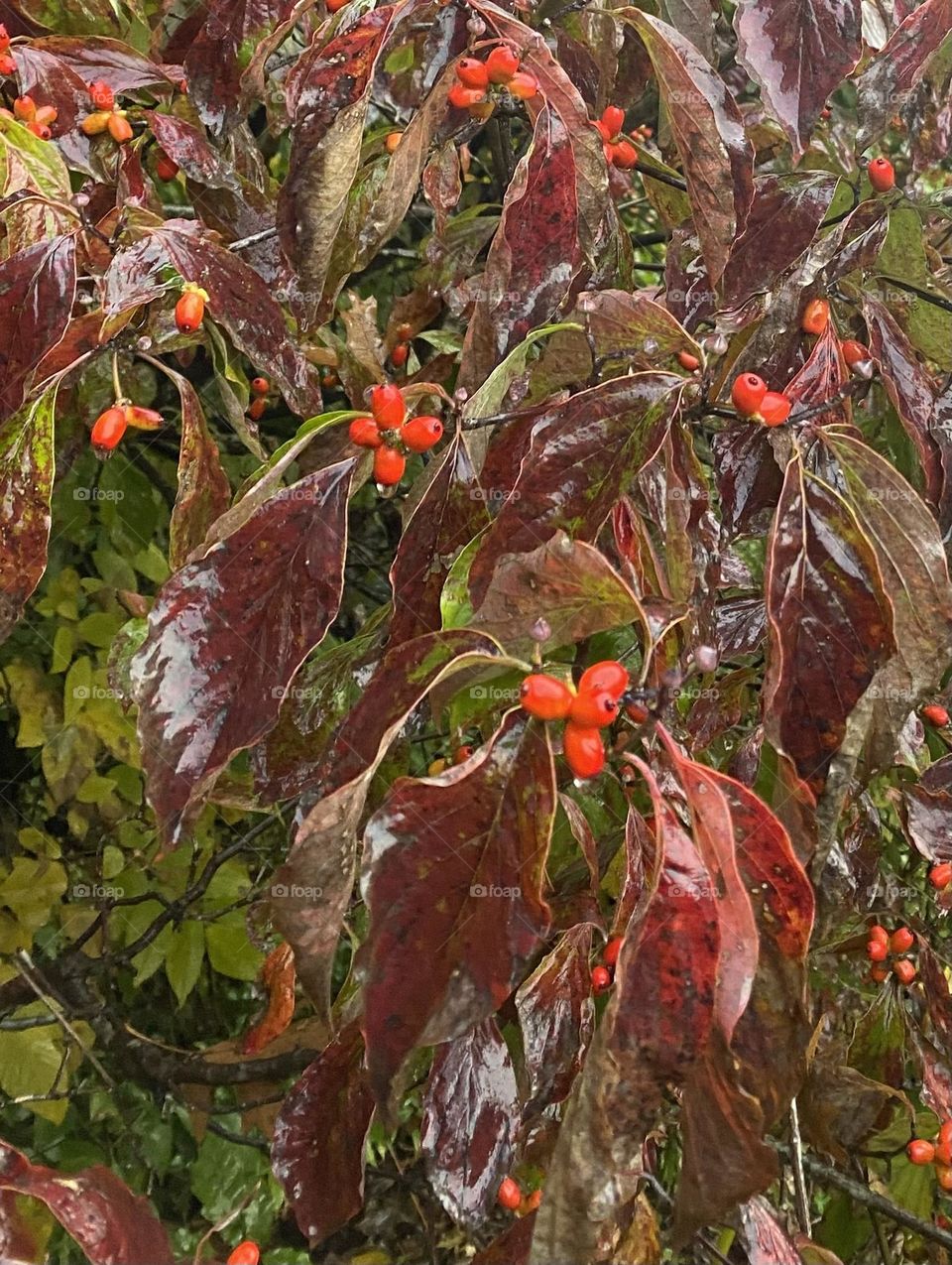 Outdoor plant on a rainy day