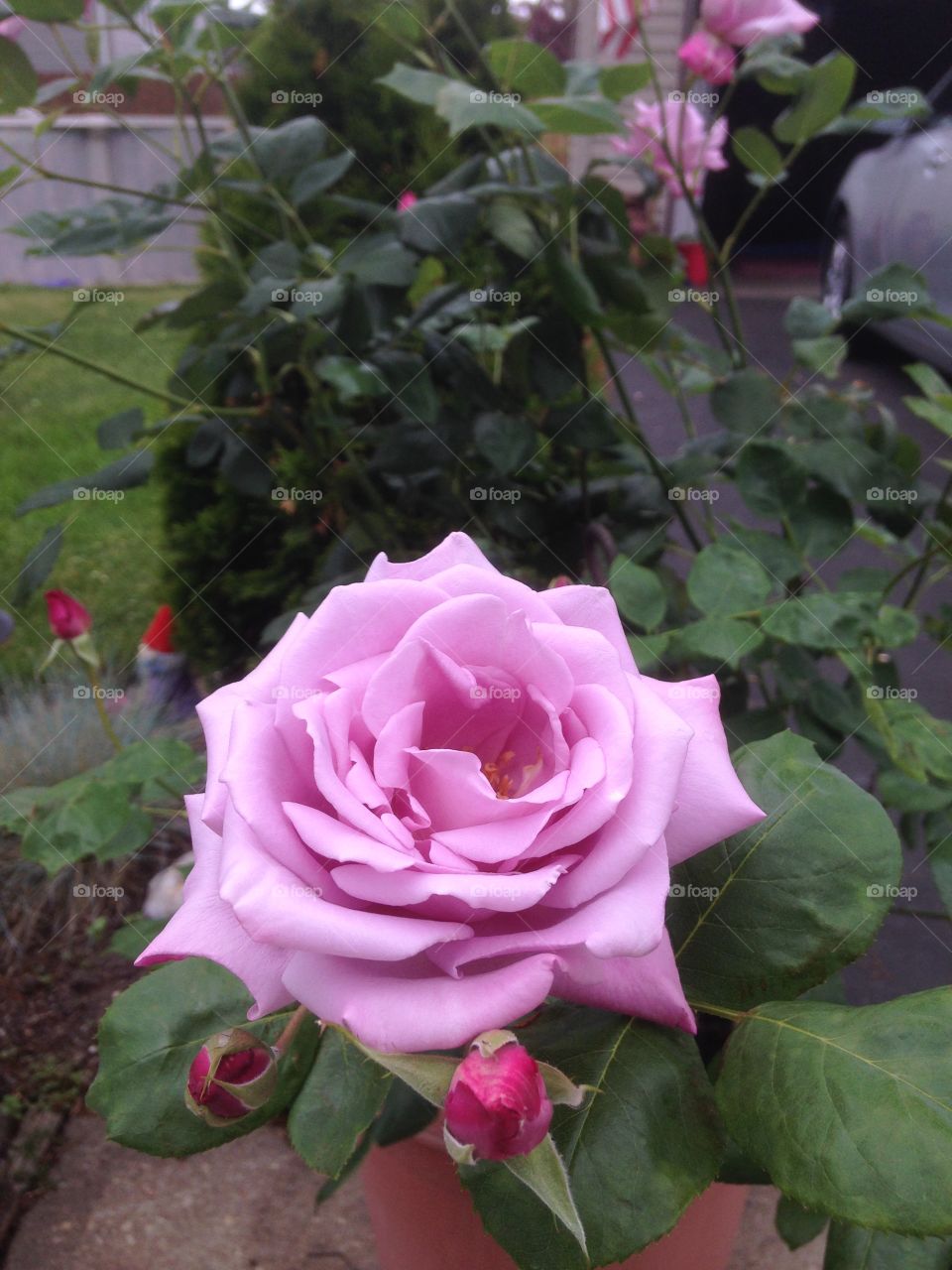 Rose "Blue Girl" . First blooms of 2015 in New York!