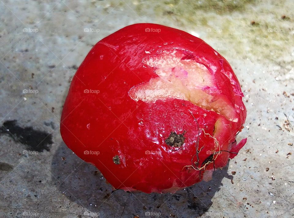 Syzygium is a genus of flowering plants that belongs to the myrtle family, Myrtaceae. The genus comprises about 1200–1800 species, and has a native range that extends from Africa and Madagascar through southern Asia east through the Pacific.