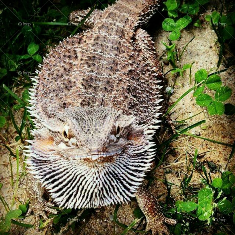 Dragon showing his beard