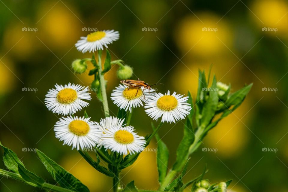 The perfection in simple things 