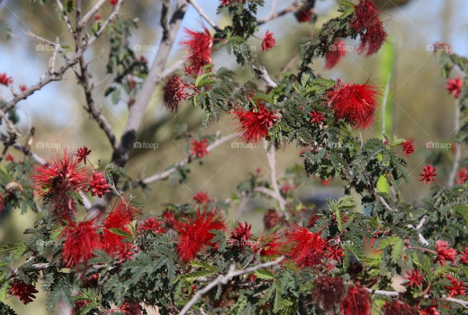 Red Flowers of Bottlebrush Shrub
