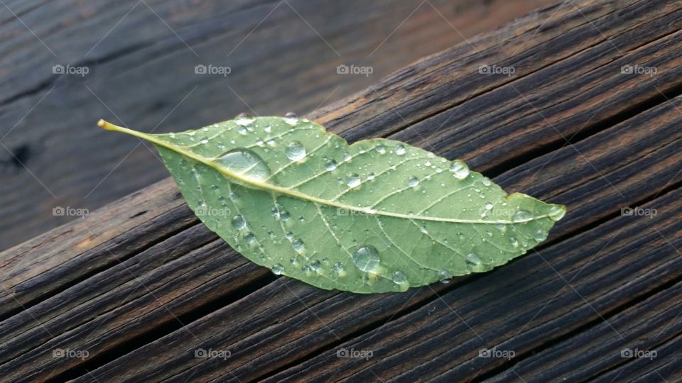 Lonesome leaf