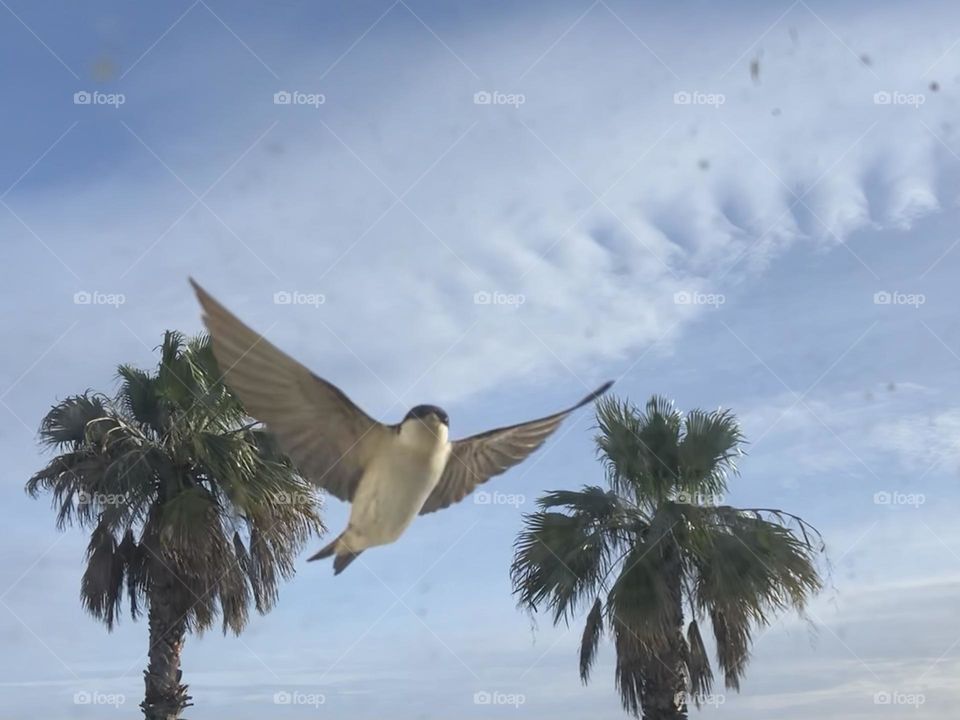 A swallow whispered that spring was coming