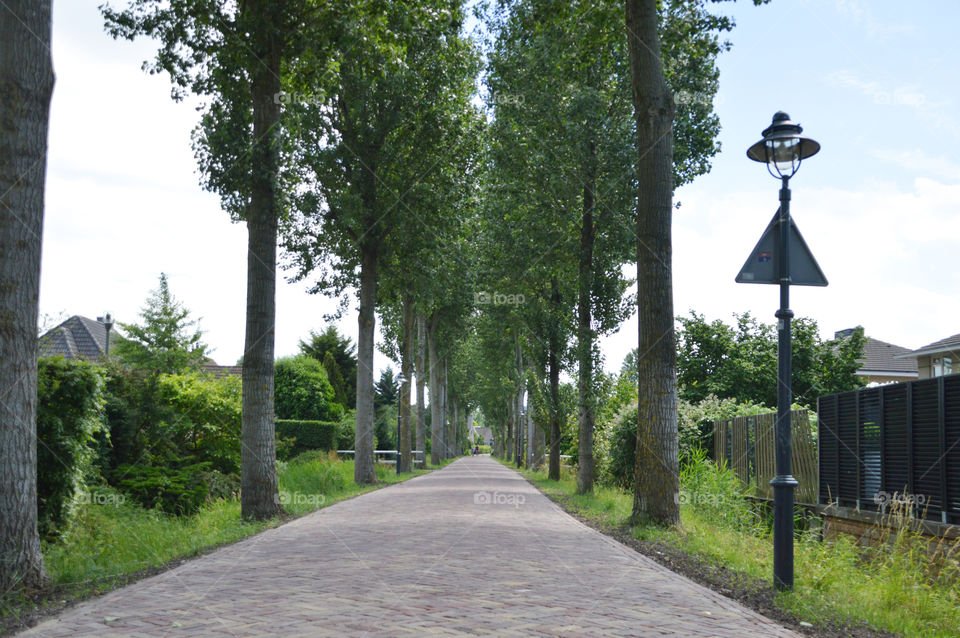 Empty Lane With Trees