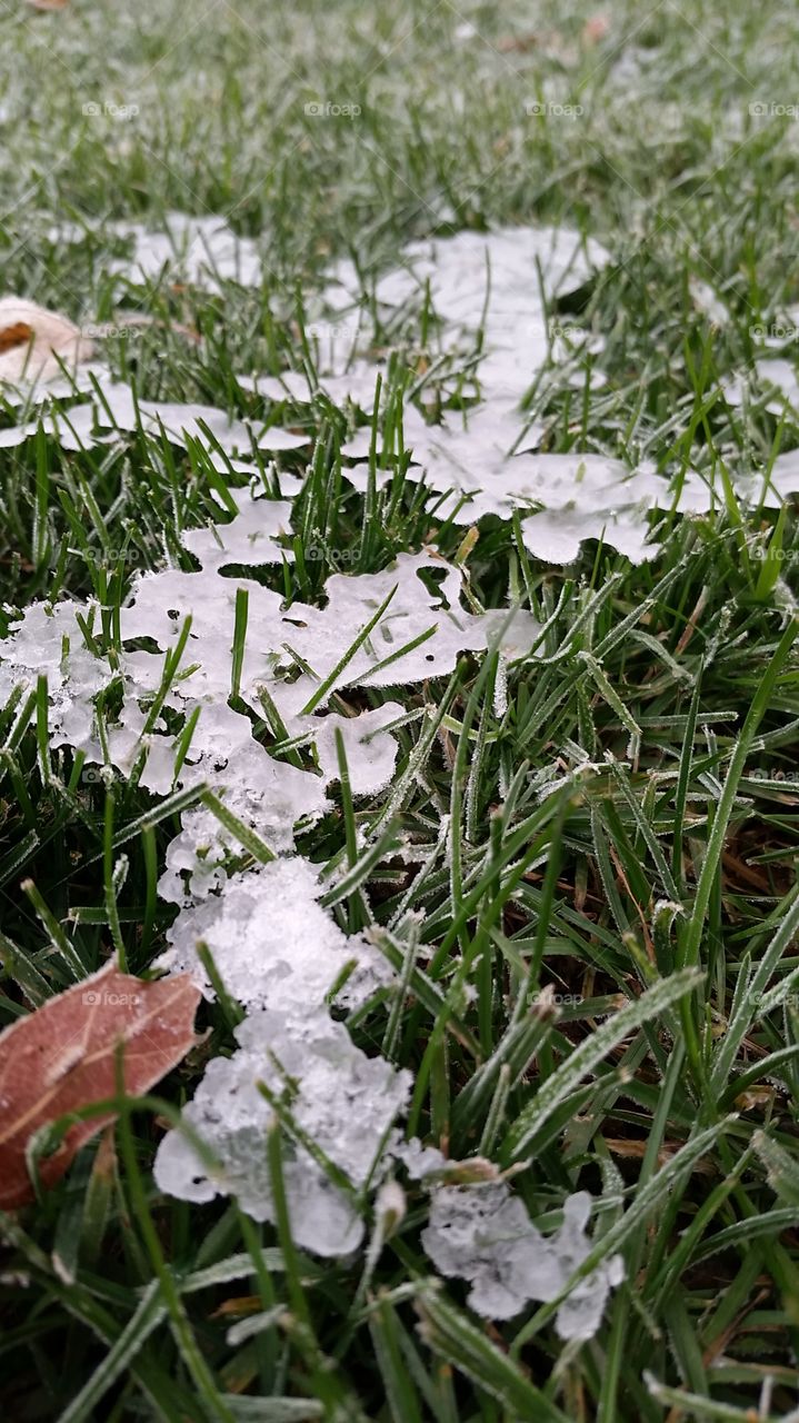ice and frost cling to grass
