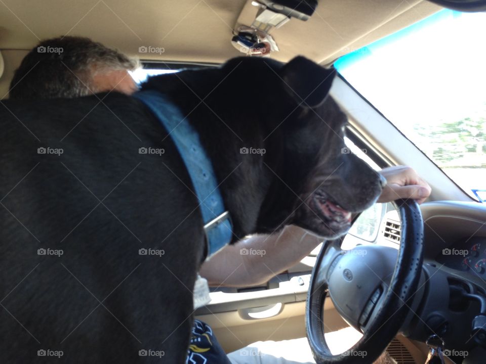 Black lab in a car