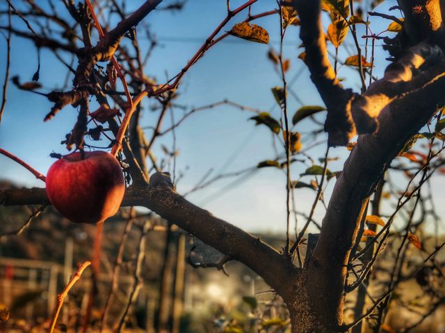 an only apple