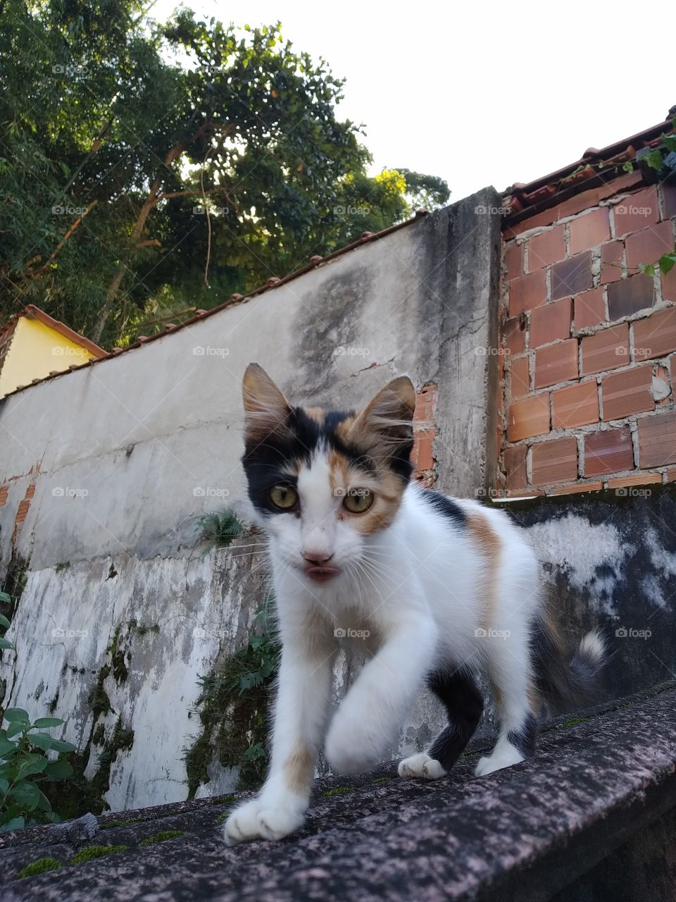 beautiful colorful kitten walking over roof and looking at camera