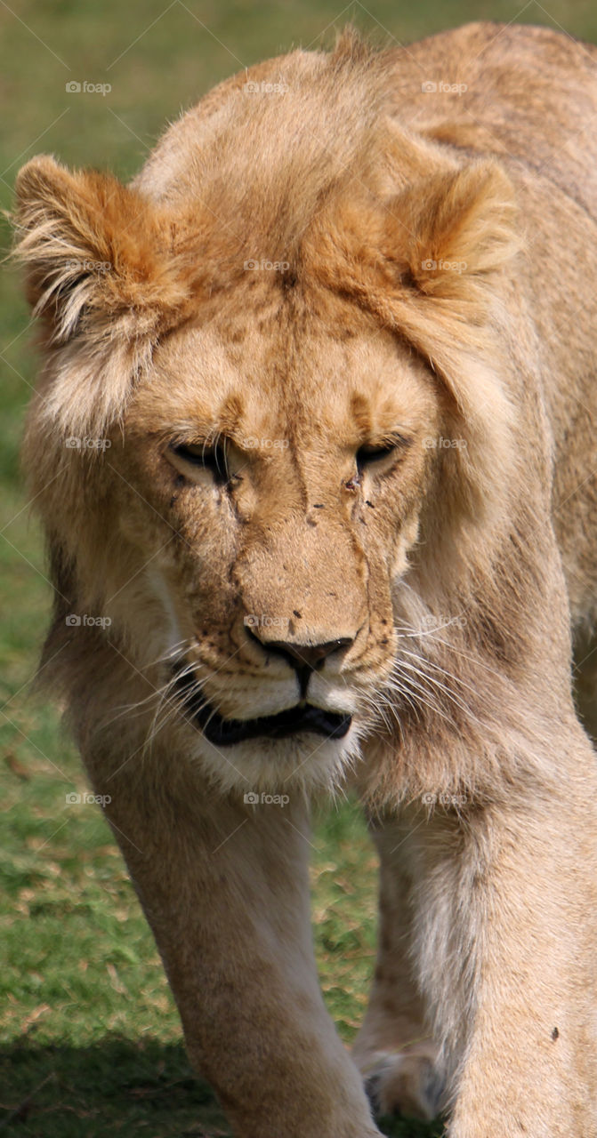 Photo of a Young male lion looking down