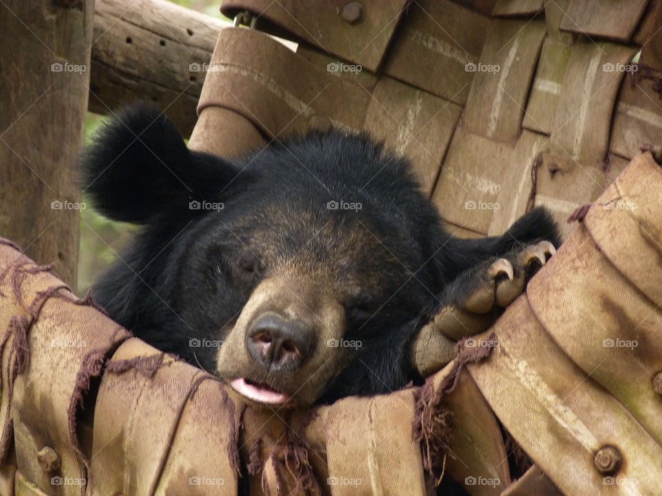 Napping bear in Laos
