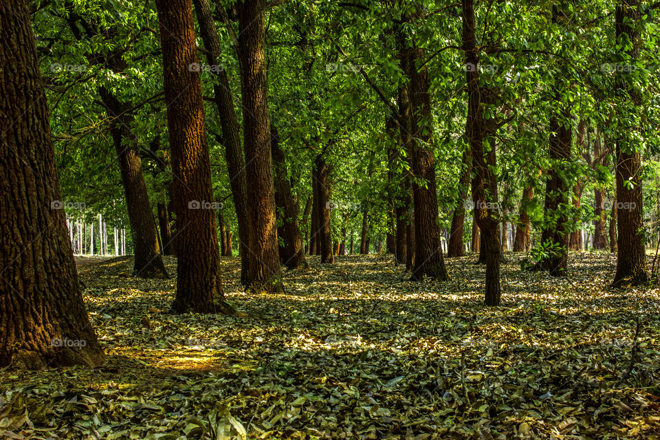 row of trees in the forrest with fallen leafs
