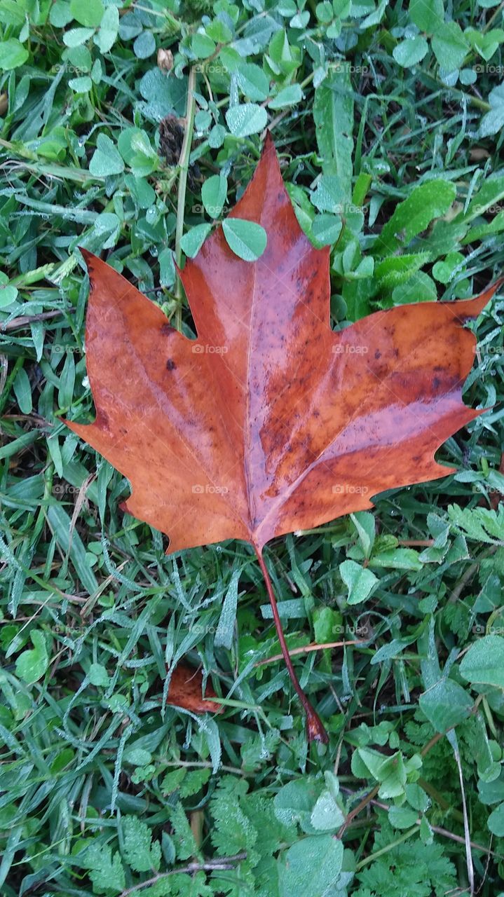 Leaf in the grass