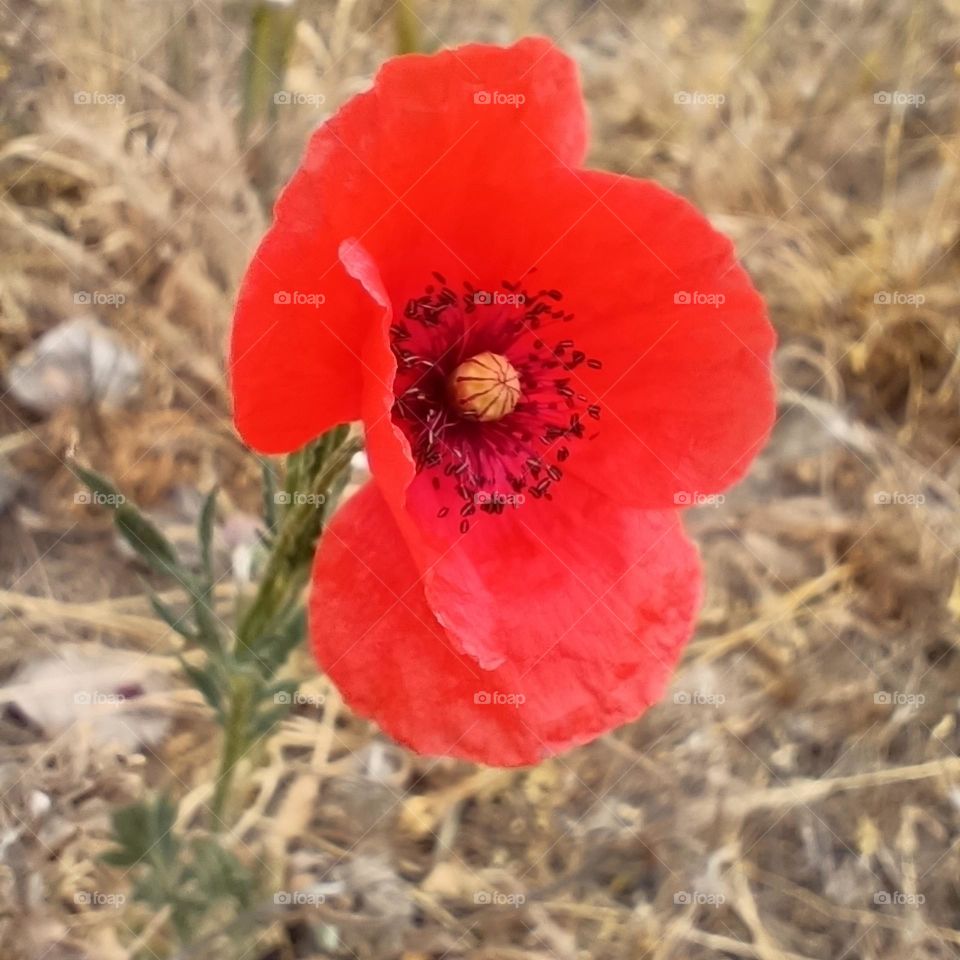 Red poppy