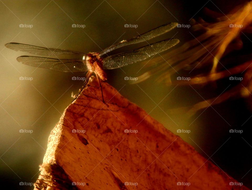 Dragonfly in Early Morning Light