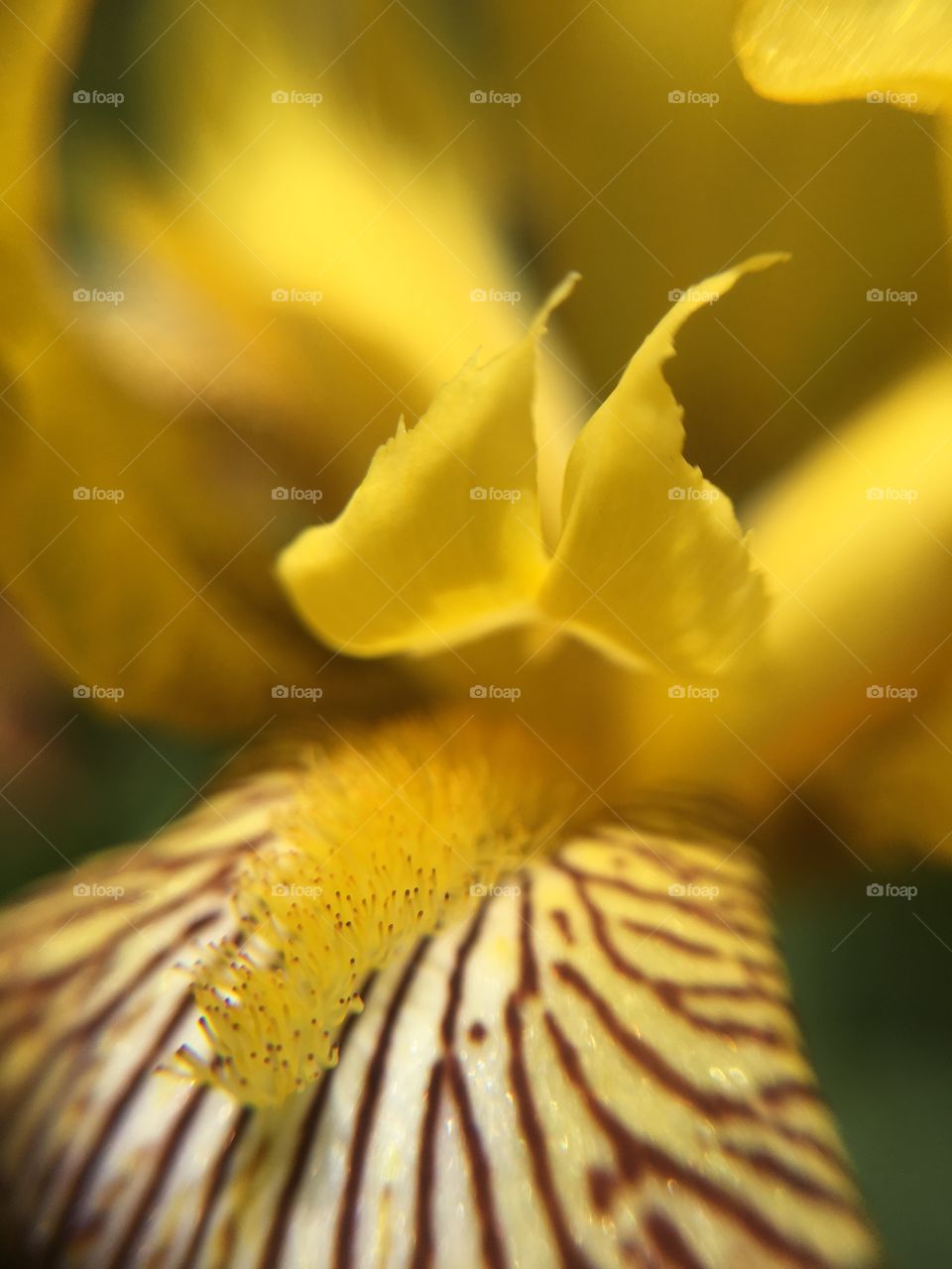 Yellow iris closeup