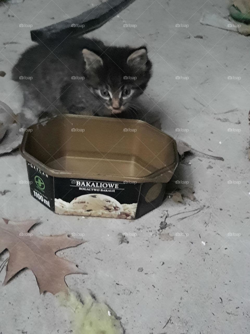 wild kitten raised in a shed