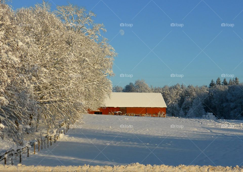 Winter Landscape