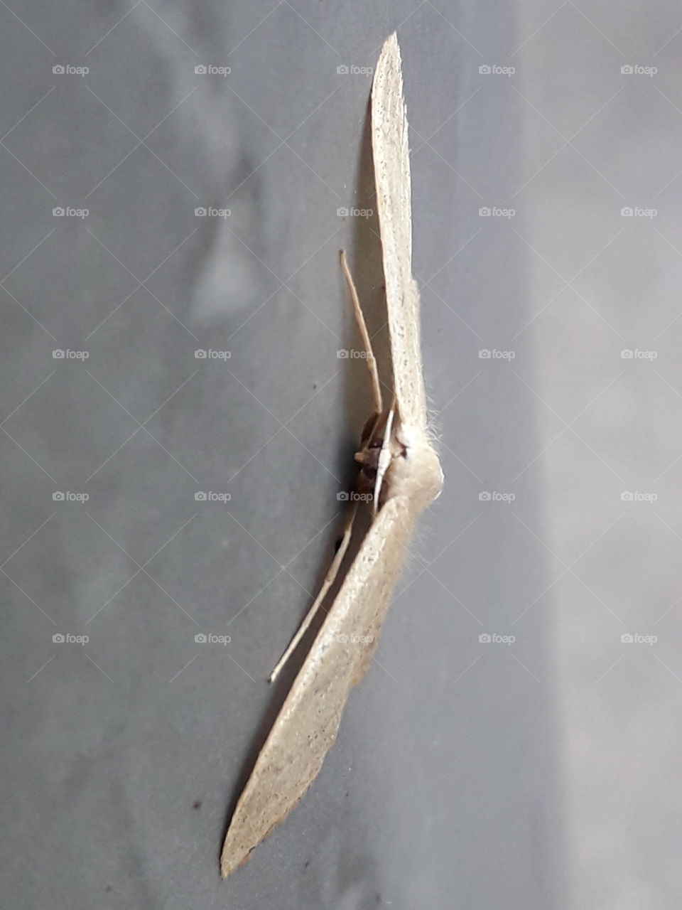 mort night butterfly tiny litle sleep wings front