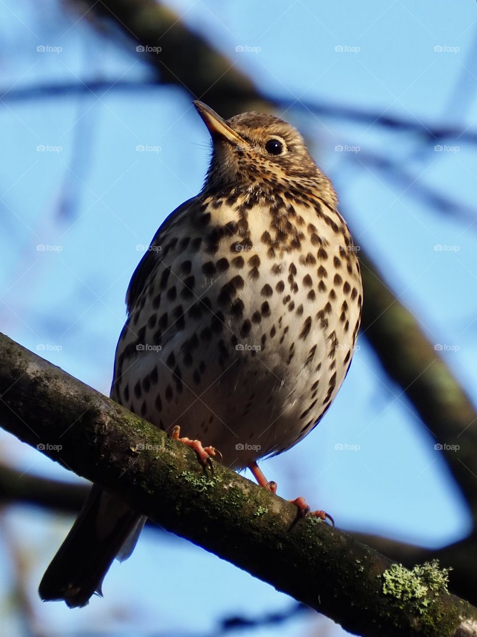 Thrush
