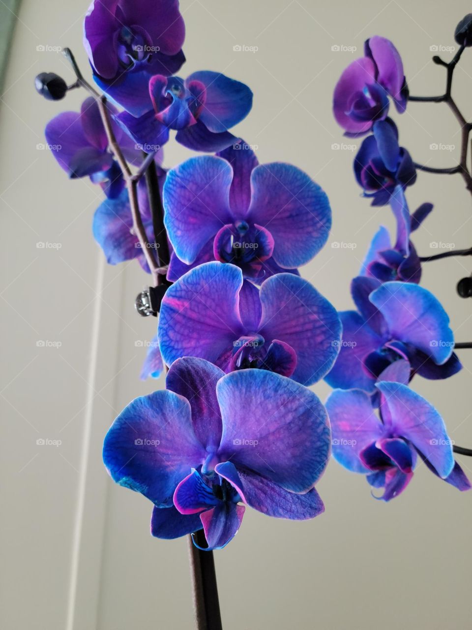 Beautiful purple orchid