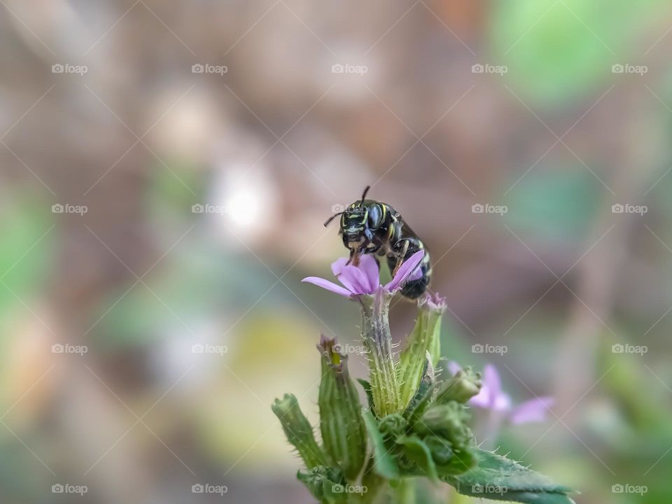 An insect on a purple flower.