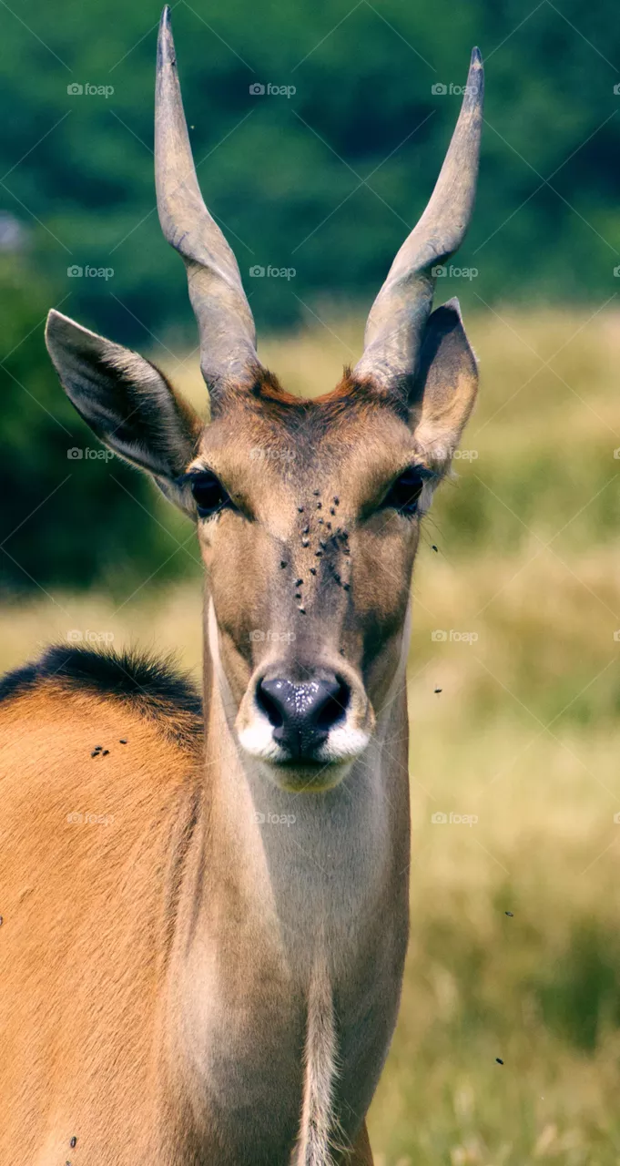 Animals in the wild