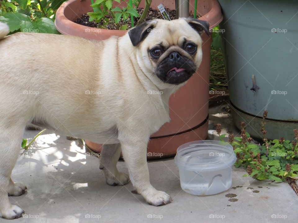 Flower petals in my water?  Who is in charge here?